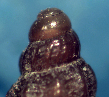 Bela da identificare